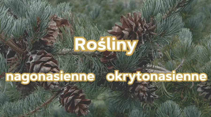 Rośliny nagonasienne – biologia roślin nasiennych - Rośliny Porównaj Rośliny Nagonasienne I Okrytonasienne