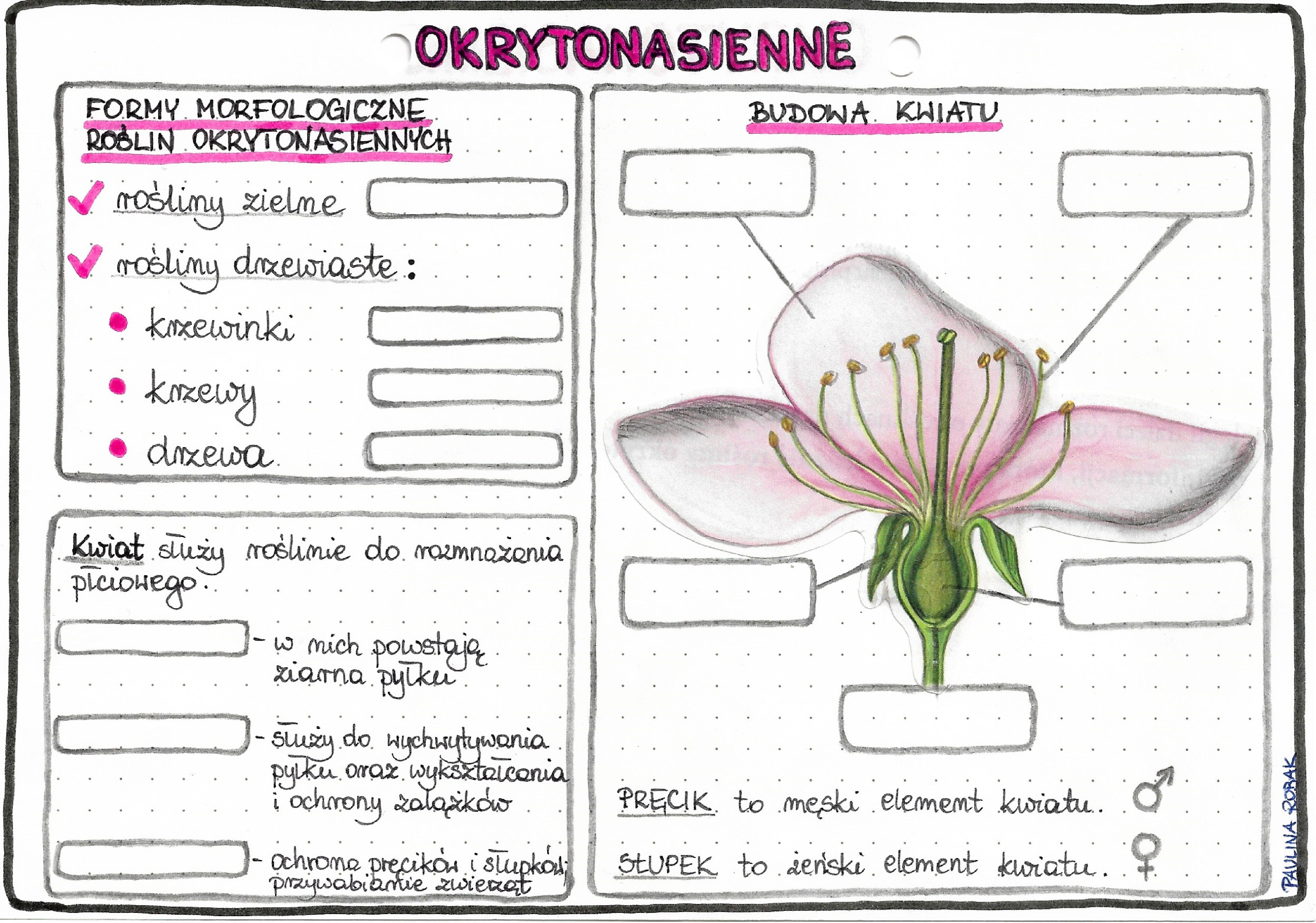 Rośliny okrytonasienne - kolor - klasa 5 • Złoty nauczyciel Rośliny Nagonasienne I Okrytonasienne Test Klasa 5
