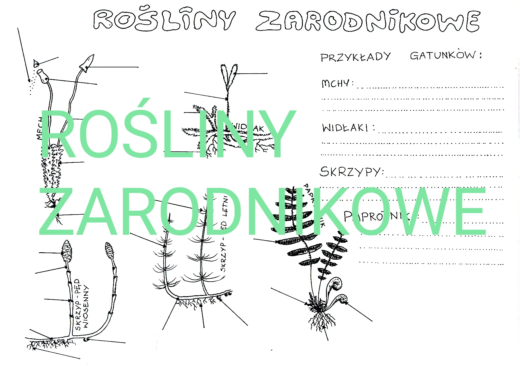 Rośliny zarodnikowe - budowa i przyklady • Złoty nauczyciel Biologia Klasa 5 Sprawdziany Dzial 2
