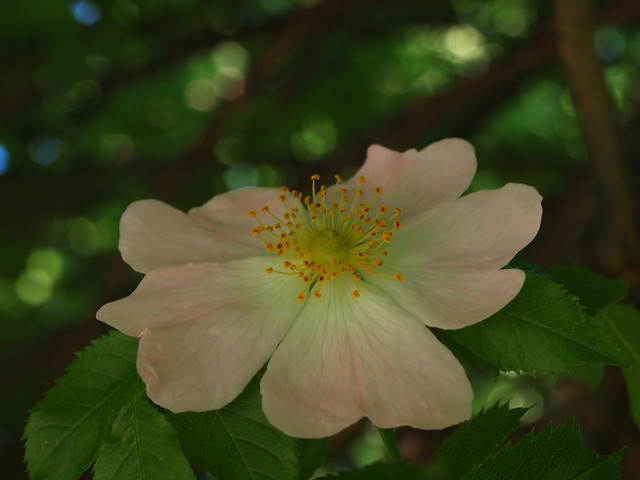Róża dzika (Rosa canina L.) - a photo on Flickriver Zgromadzenie Sióstr Dominikanek Matki Bożej Różańcowej