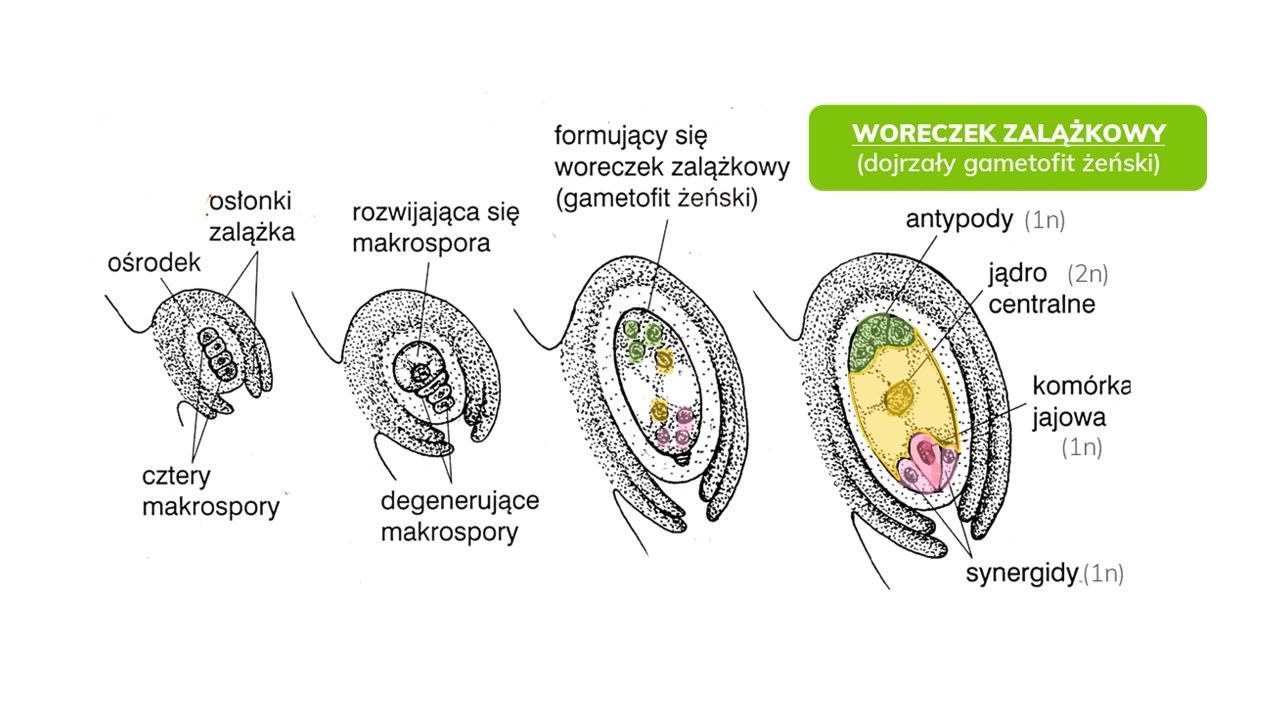 Cykl Rozwojowy Nagonasiennych