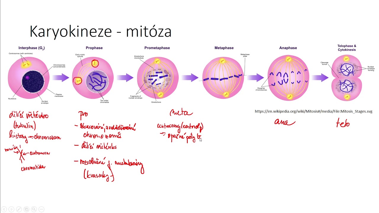 Liczba Chromosomów W Komórkach Po Mitozie