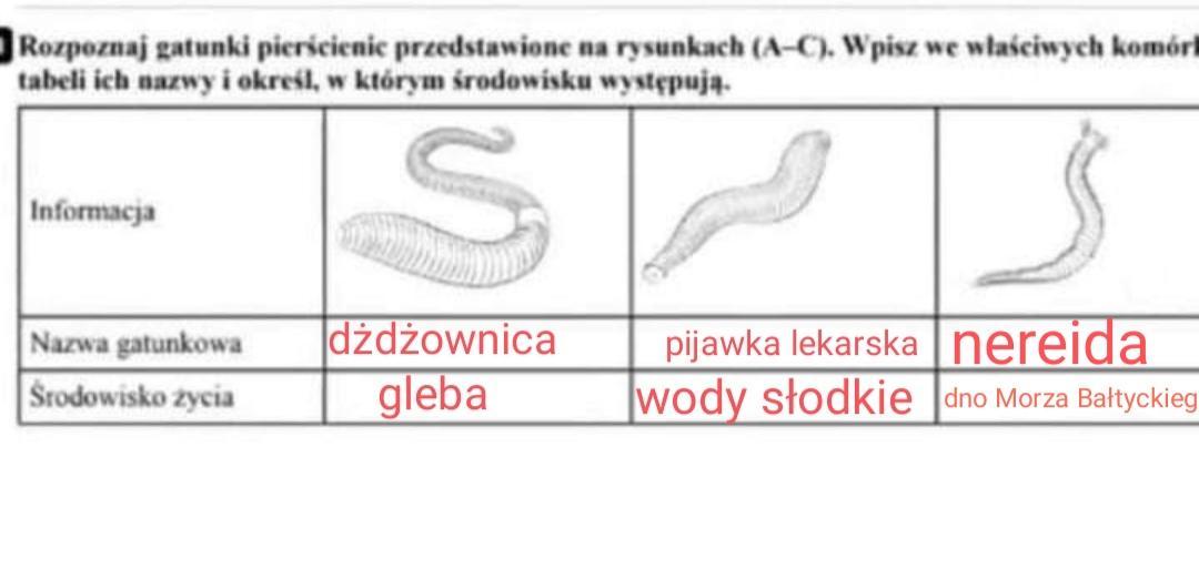 Rozpoznaj gatunki pierścienic przedstawione na rysunkach(A-C).Wpisz we Podaj Trzy Przystosowania Jaszczurki żyworodnej Do życia Na Lądzie