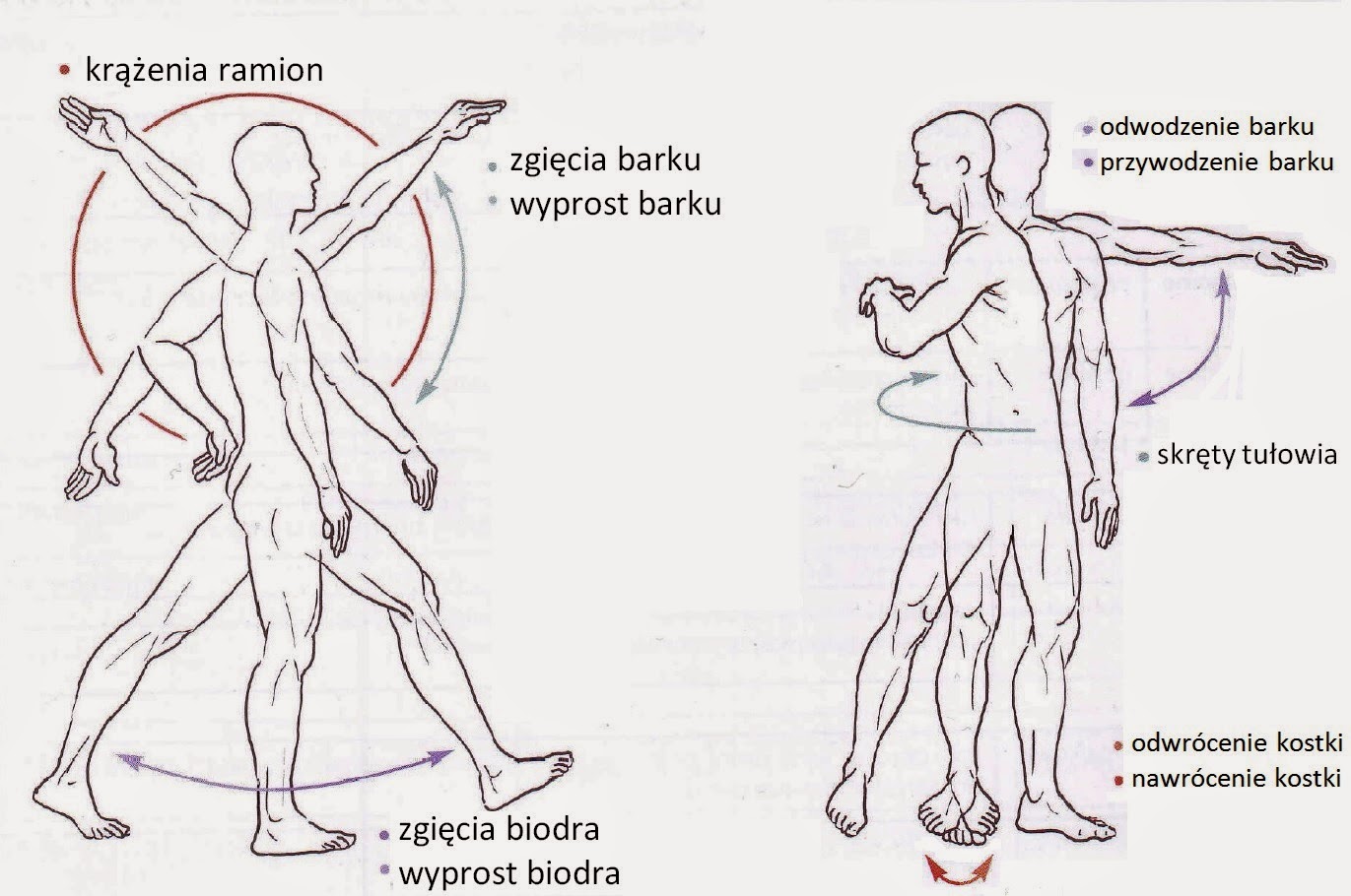 Zakresy Ruchów W Stawach Pdf