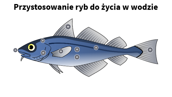 Ryba - przystosowanie do życia w wodzie | Genially Przystosowanie Ryby Do życia W Wodzie