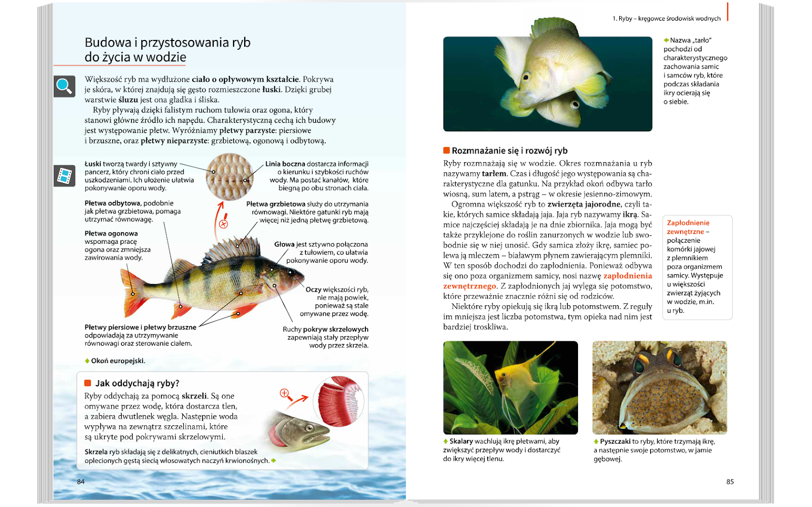 Test Biologia Klasa 6 Ryby