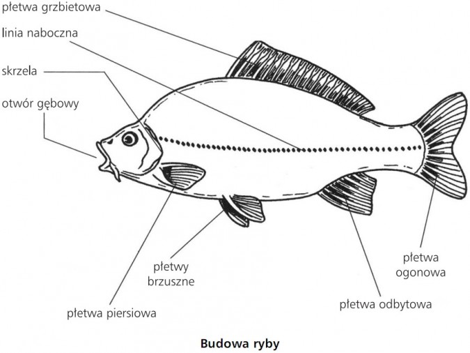 Przystosowanie Ryby Do życia W Wodzie