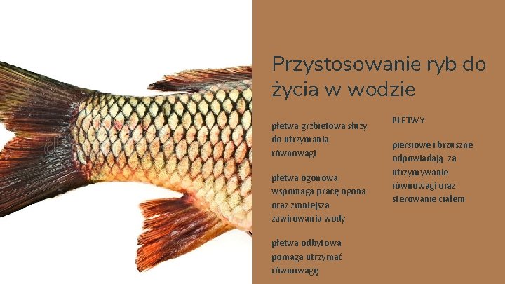 Które Płetwy Umożliwiają Rybie Utrzymanie Równowagi I Sterowanie Ciałem