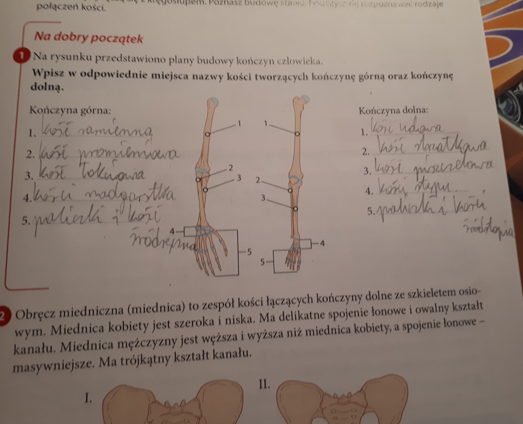 Na Rysunku Przedstawiono Plan Budowy Konczyn Czlowieka