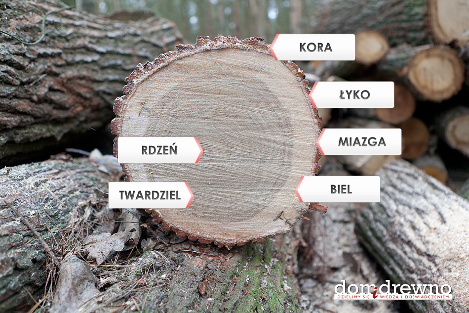 Rzeczy (nie)znane o drewnie: budowa pnia drzewa – Domidrewno.pl Przekroj Pnia Drzewa Z Opisem