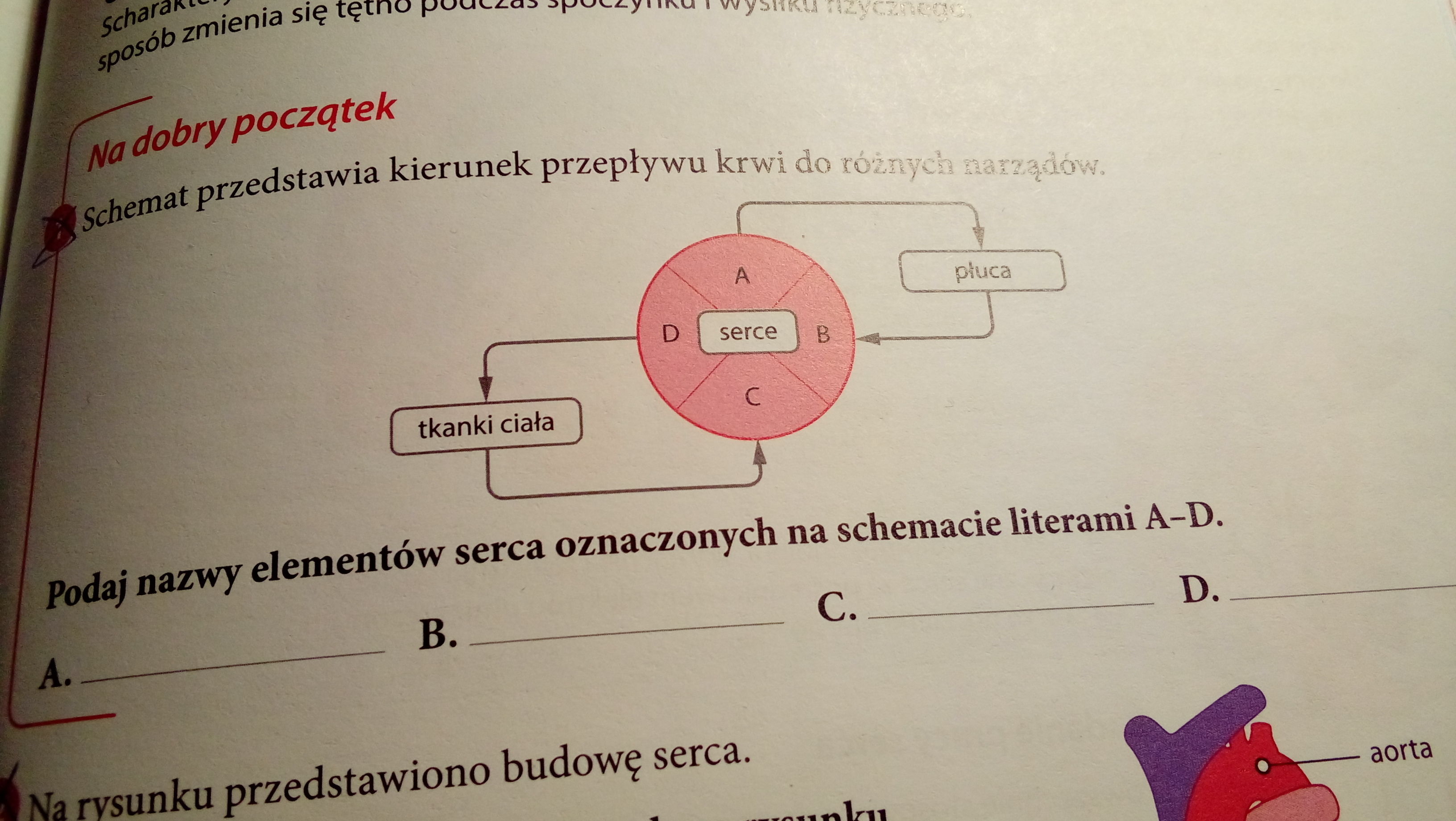 Schemat przedstawia kierunek przepływu krwi do różnych narządów Schemat Przedstawia Kierunek Przepływu Krwi Do Różnych Narządów