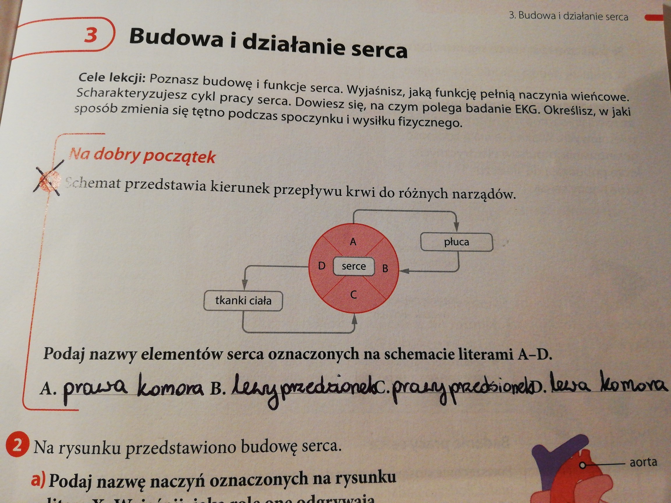 Schemat Przedstawia Kierunek Przepływu Krwi Do Różnych Narządów