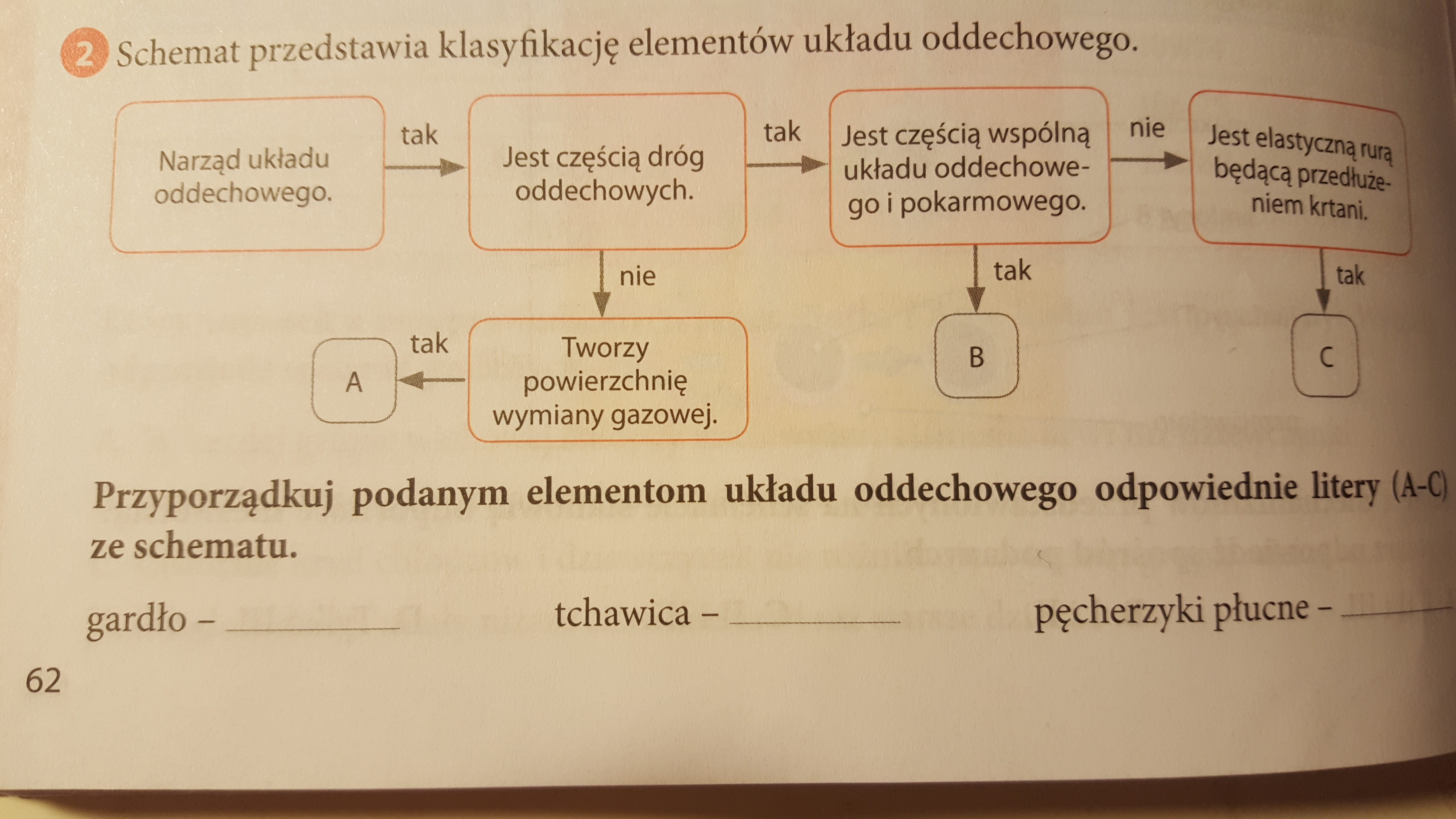 Schemat przedstawia klasyfikację elementów układu oddechowego - Brainly.pl Schemat Przedstawia Elementy Wchodzące W Skład Układu Oddechowego