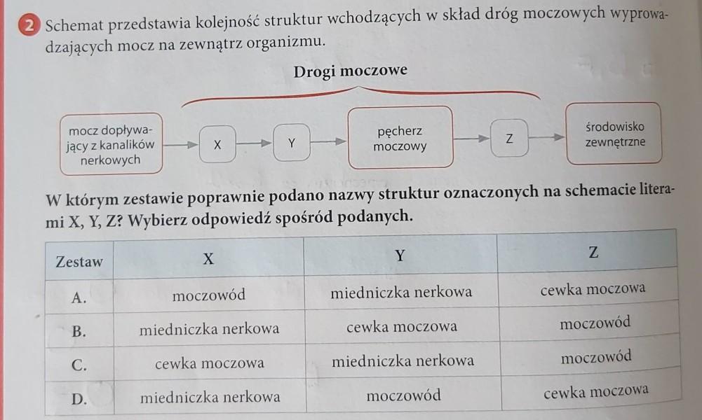 Schemat Przedstawia Kolejnosc Struktur Wchodzacych W Sklad Drog Moczowych