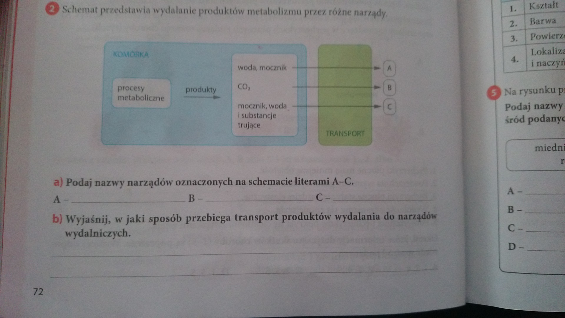 Schemat Przedstawia Wydalanie Produktów Metabolizmu Przez Różne Narządy