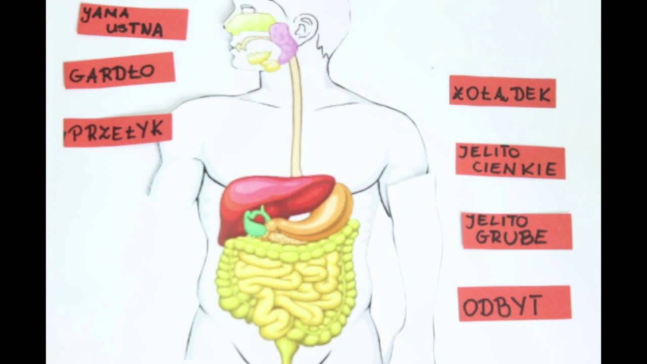 Schemat Układu Pokarmowego Układ Pokarmowy I żywienie Biologia Klasa 7 Układ Pokarmowy