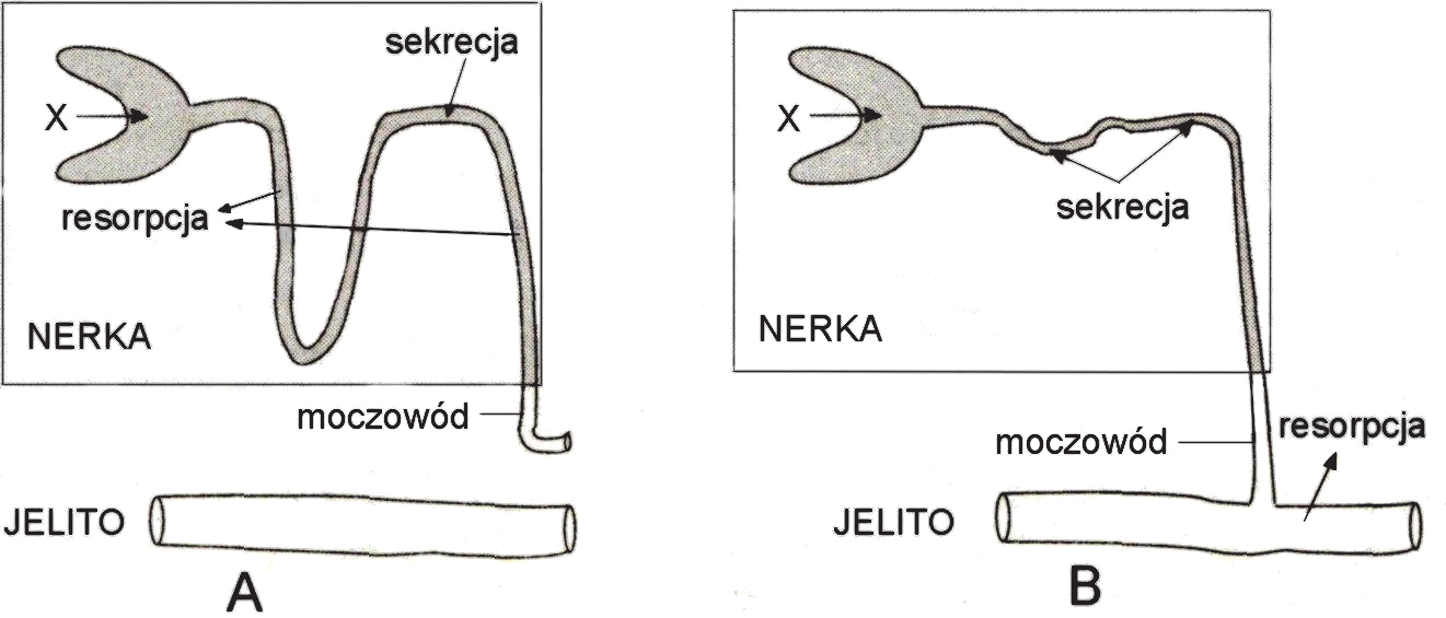 Schematludzkiegoukladuwydalniczegooznaczony Puls życia Klasa 8 ćwiczenia Pdf