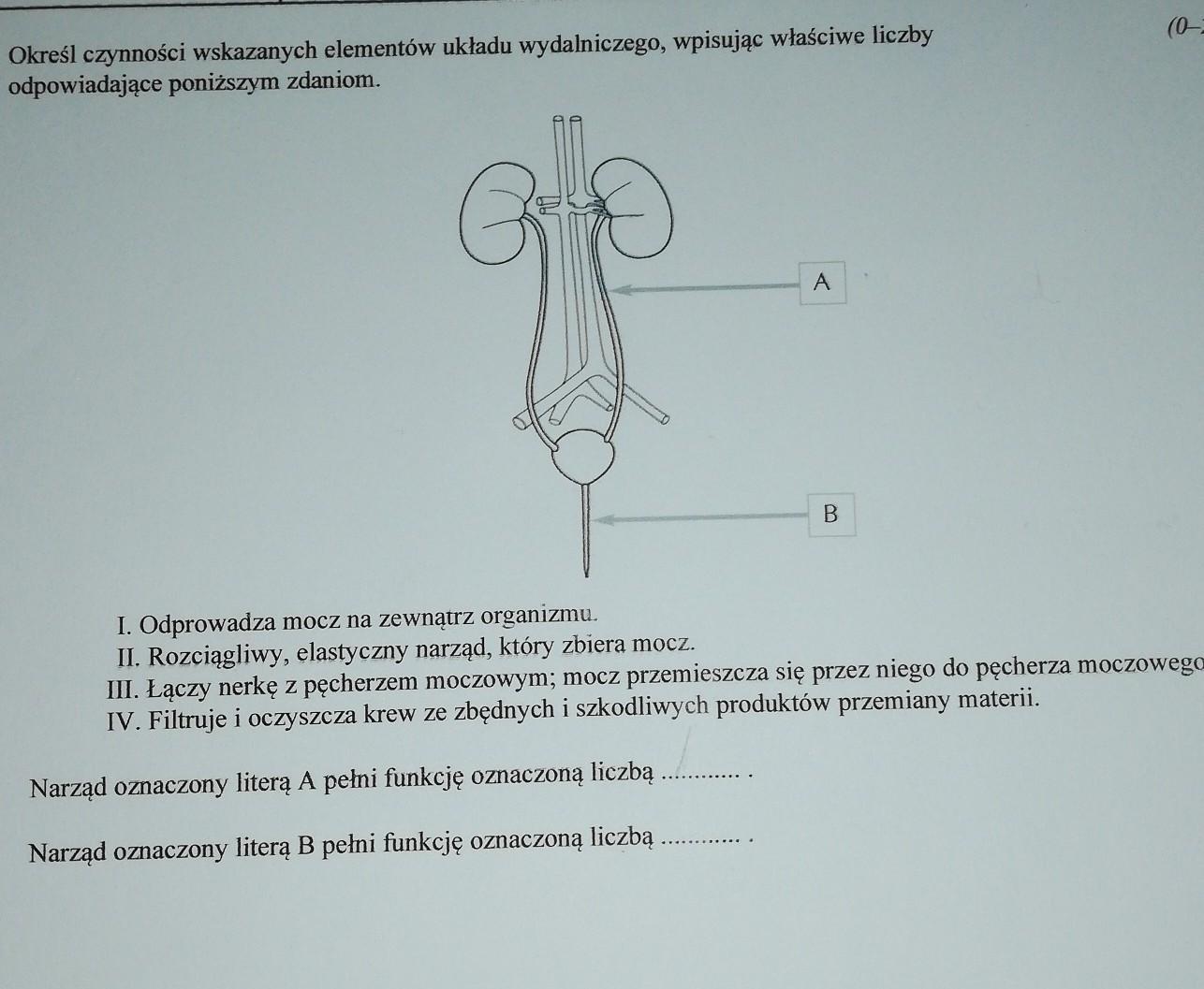 Sprawdzian Z Biologii Klasa 7 Układ Wydalniczy