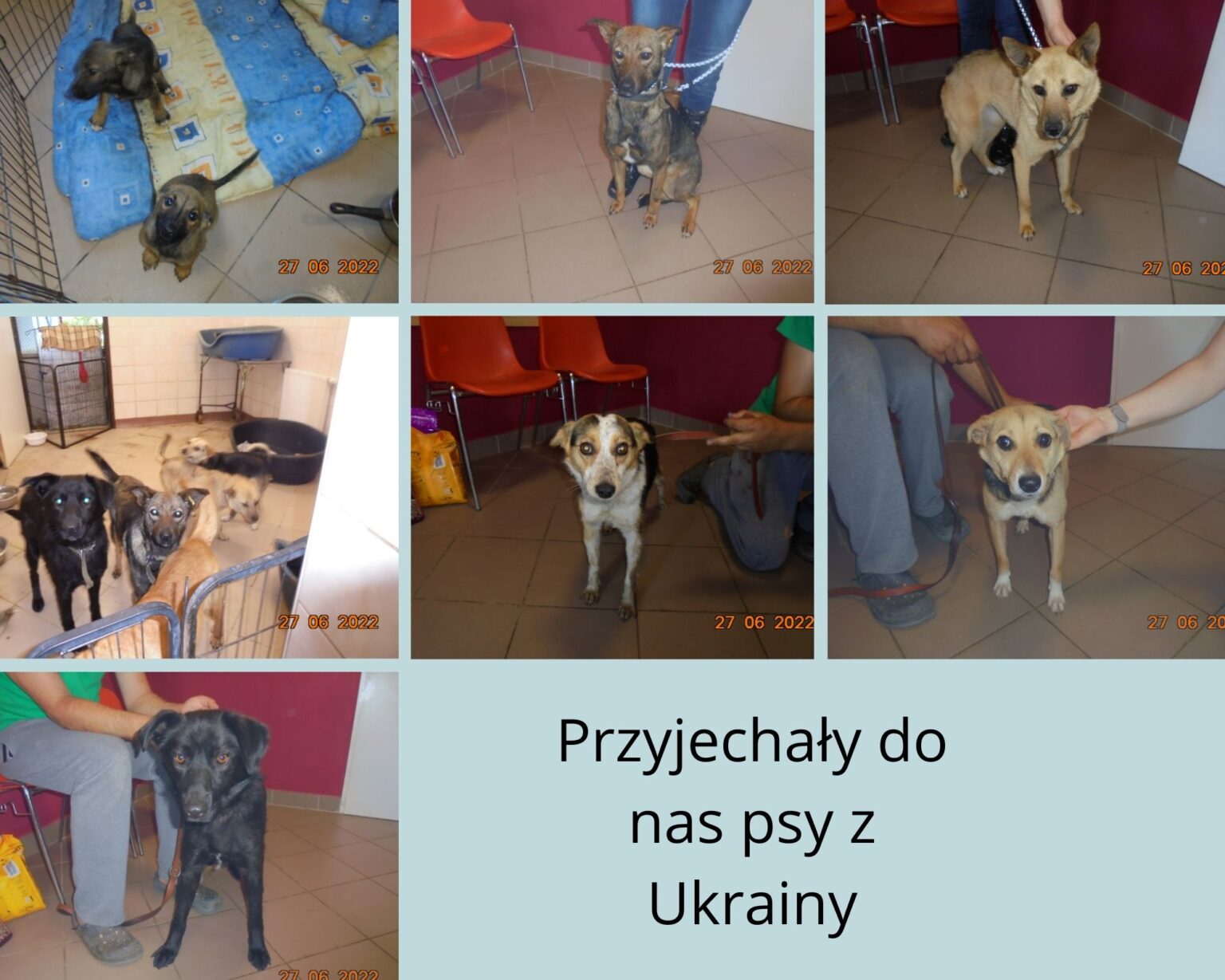 Schronisko dla Bezdomnych Zwierząt - w Piotrkowie Trybunalskim Piotrkw Trybunalski Schronisko Dla Zwierzat
