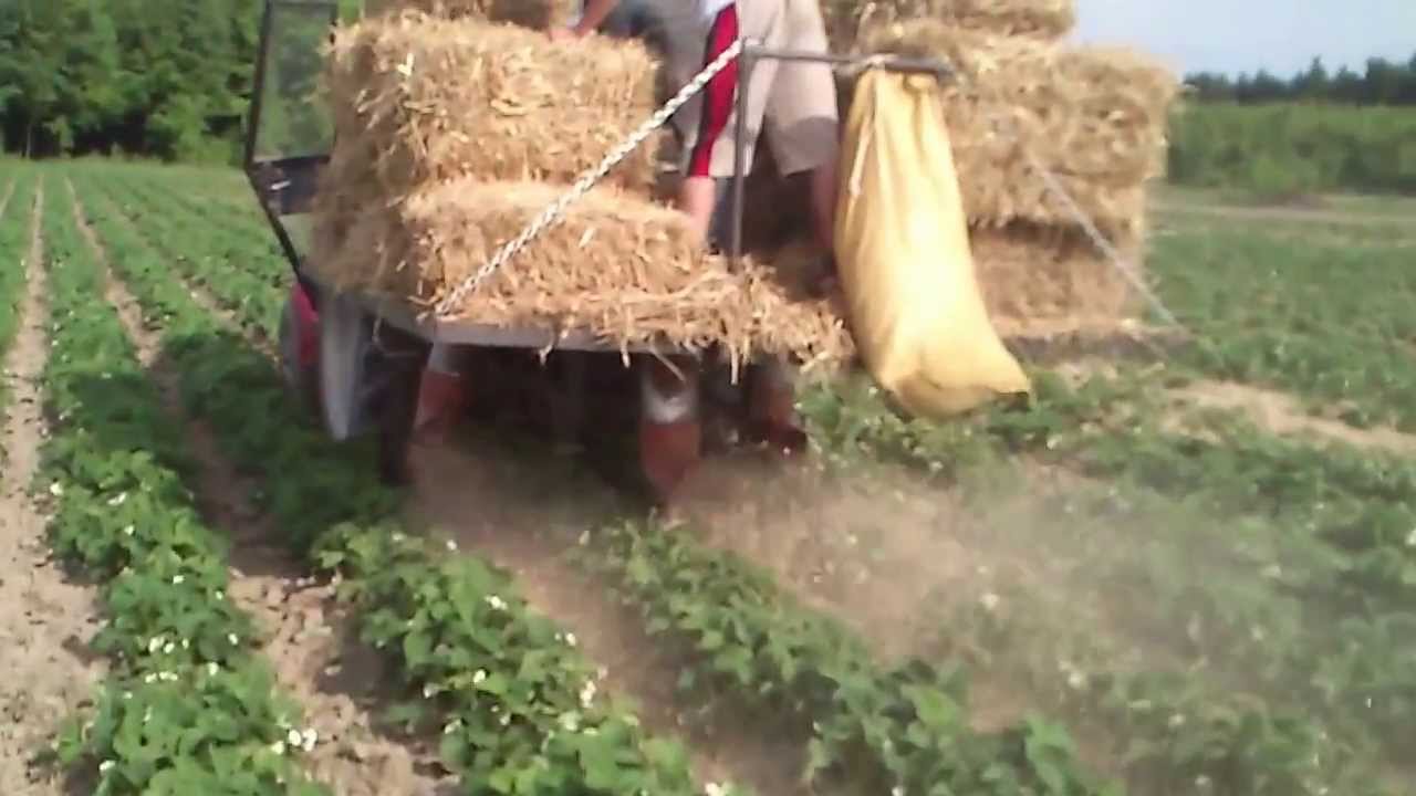 Scielarka / Maszyna do sciolkowania plantacji truskawek sloma HD 720p Zgnieciona Sloma Uzywana Na Sciolke Dla Bydla