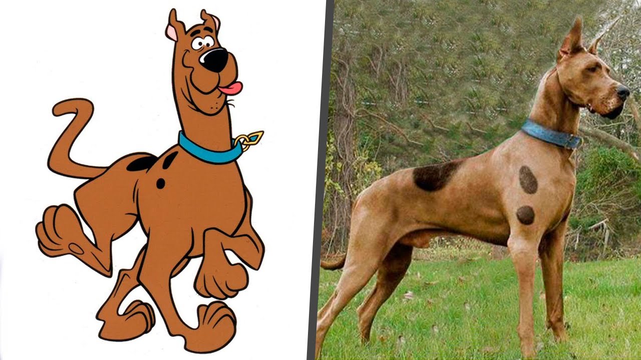 Samochód Scooby Doo Jak Się Nazywa
