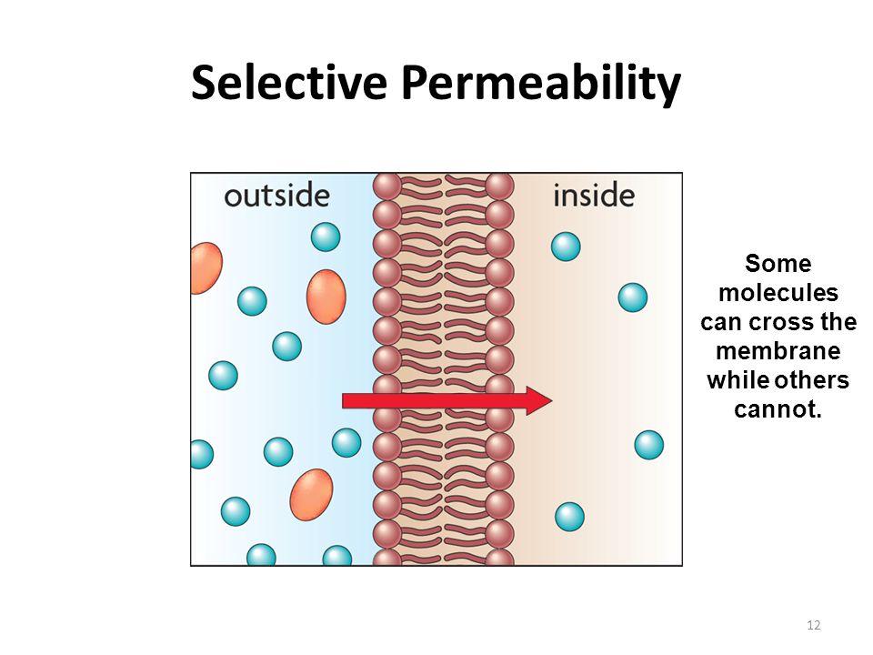 Selective How Does A Sieve Demonstrate The Property Of Selective Permeability