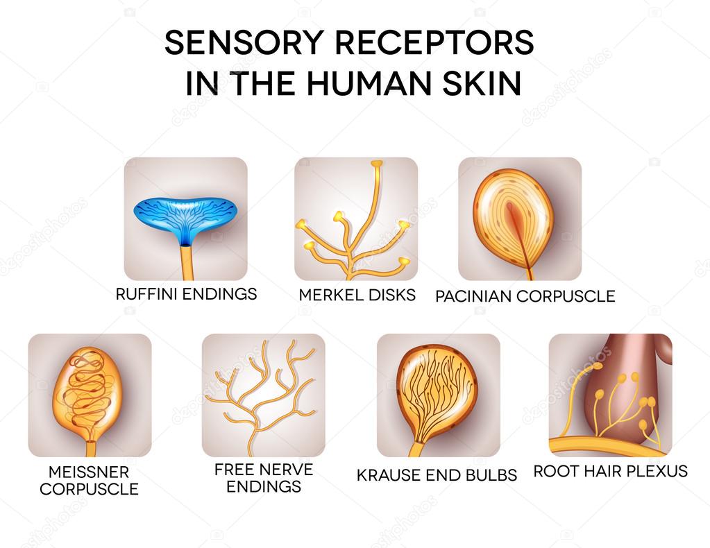 Sensory receptors in the human skin, detailed illustrations. Isolated Receptory Węchu Znajdują Się W