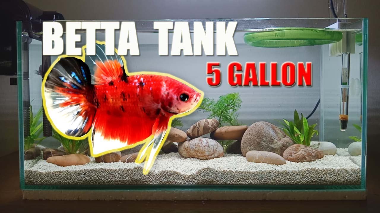 SETTING UP simple BETTA TANK 5 GALLON - YouTube 10 Gallon Betta Community Tank