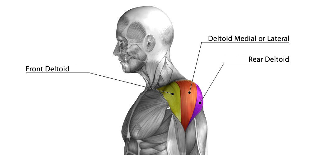 Shoulder training | The 5 best exercises for deltoids Czy Istnieje Deltoid Który Jest Równoległobokiem