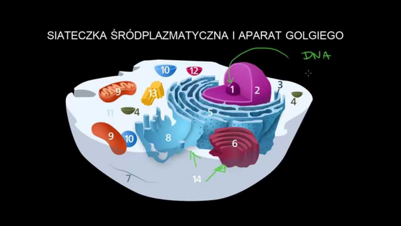 Siateczka śródplazmatyczna i aparat Golgiego - YouTube Siateczka Srodplazmatyczna Szorstka Odpowiada Za Synteze Lipidow