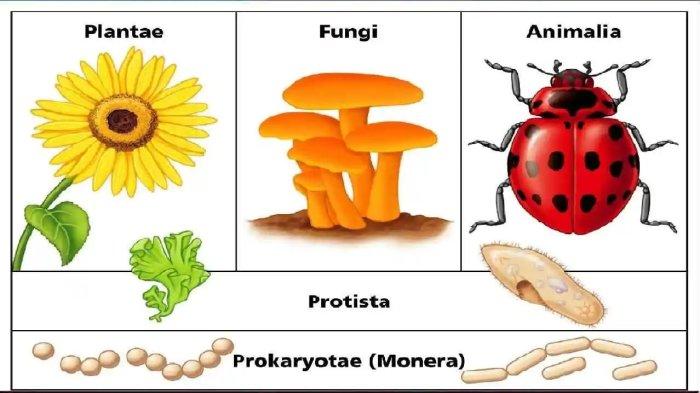 Sistem Klasifikasi Kingdom Whittaker, Materi Belajar Biologi Kelas 7 Biologia Klas7