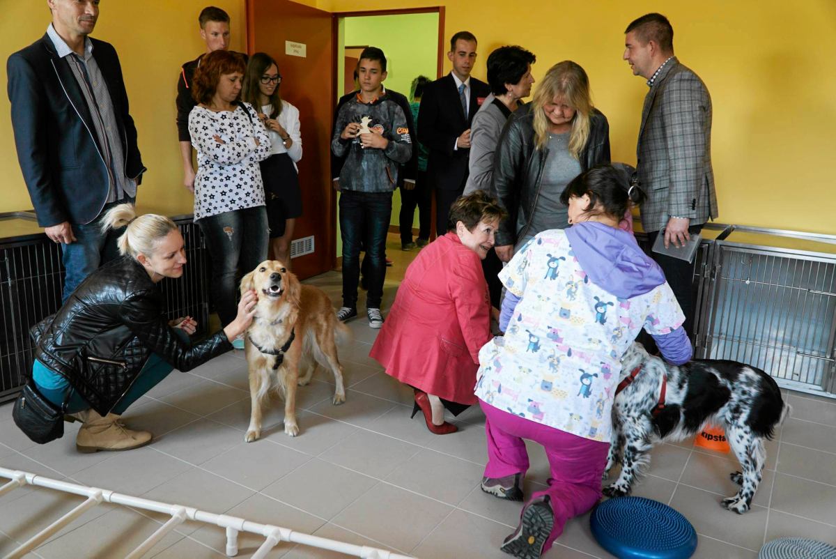 Schronisko Dla Psów W Sokołowie Podlaskim