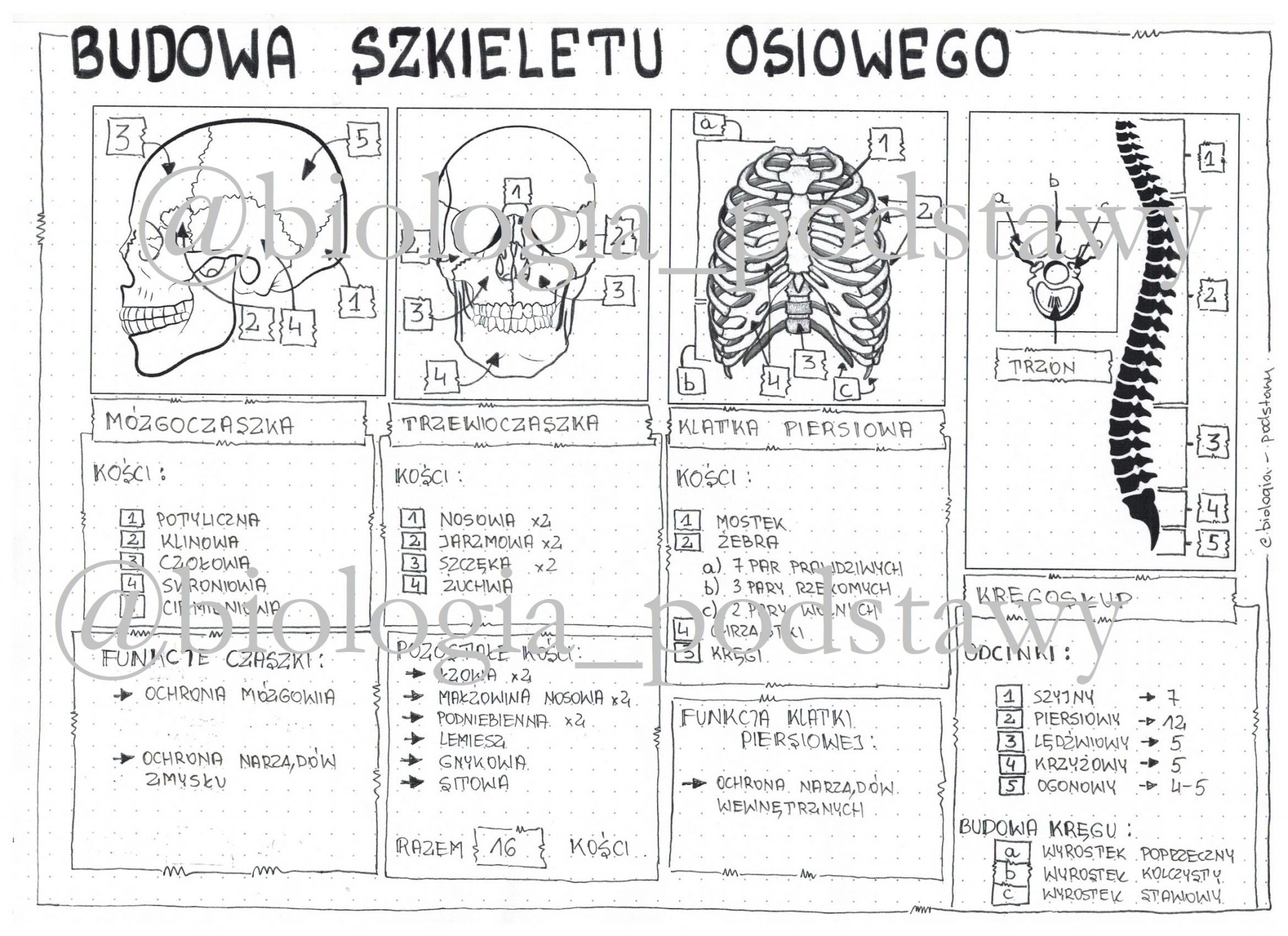 Sketchnotka - notatka „Budowa i rola szkieletu osiowego” wykonana w Biologia Aparat Ruchu Klasa 7