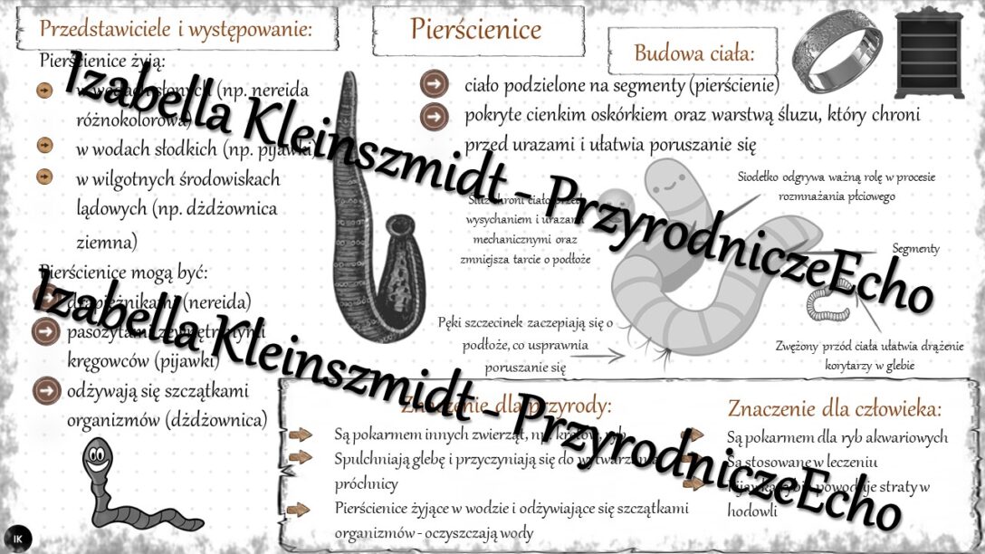 Sketchnotka - notatka „Pierścienice – zwierzęta, które mają Biologia Klasa 6 Od Parzydełkowców Do Pierścienic
