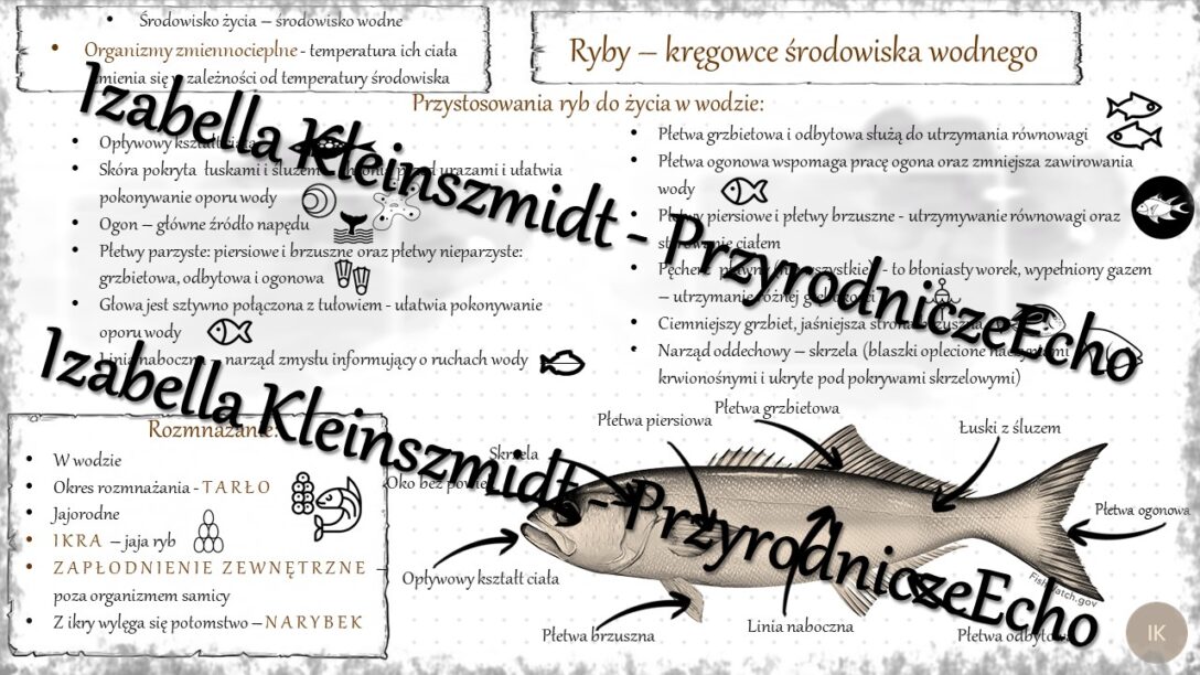 Sketchnotka - notatka „Ryby-kręgowce środowiska wodnego” wykonana w Sprawdzain Z Biologii Klasa 6 Dzial Kregowce Stalocieplne