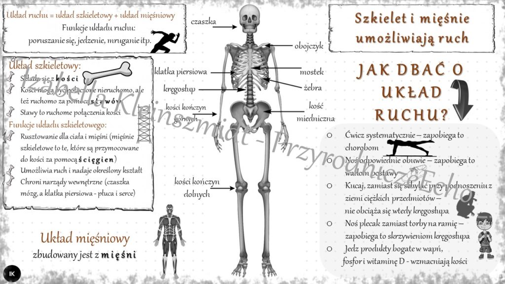 Szkielet I Miesnie Umozliwiaja Ruch Klasa 4