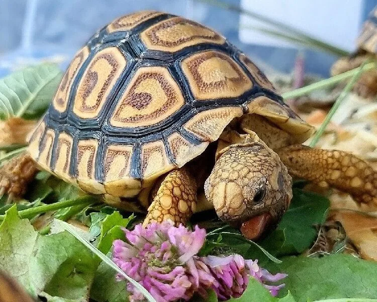 Sklep terrarystyczny online | Turtles.pl | Żółwie lądowe wodno-lądowe Co Moze Jesc Zolw Wodno Ladowy