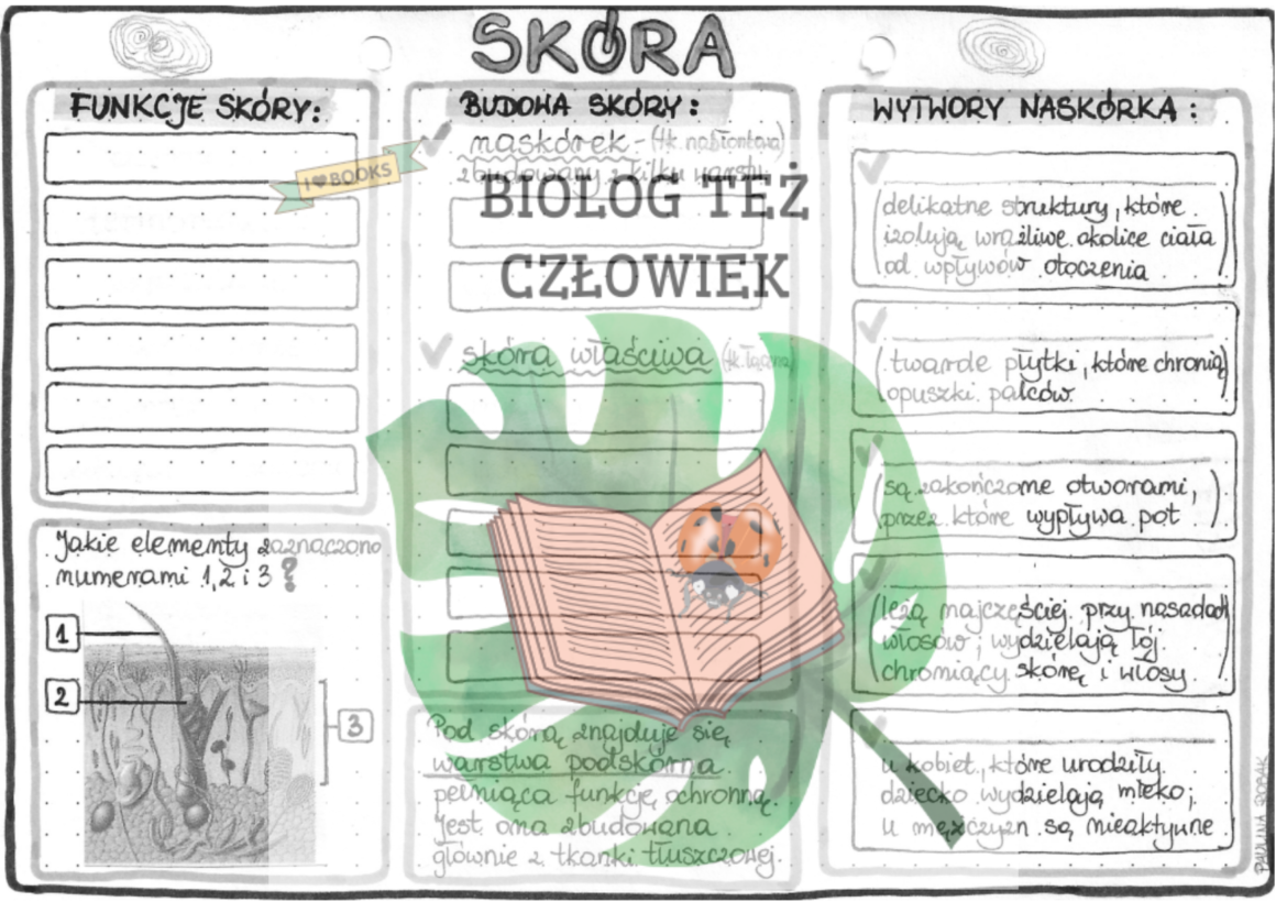 Skóra (budowa i funkcje) - szarość • Złoty nauczyciel Budowa I Funkcje Skóry Notatka