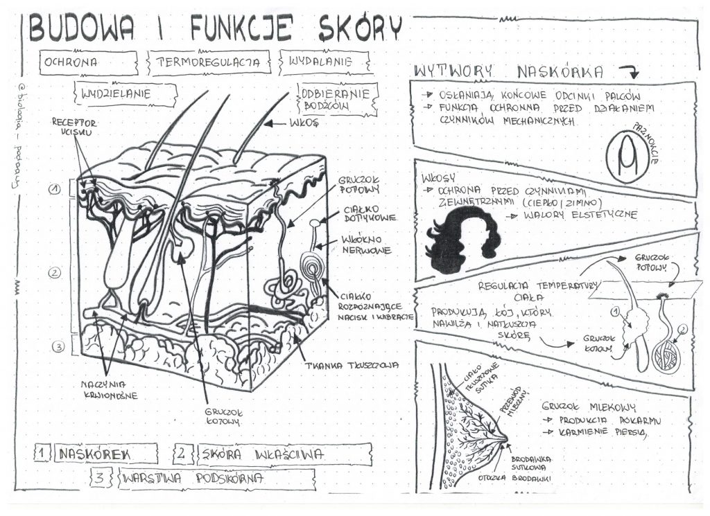 Skora Budowa Online | cpshouston.net Test Z Biologii Skora