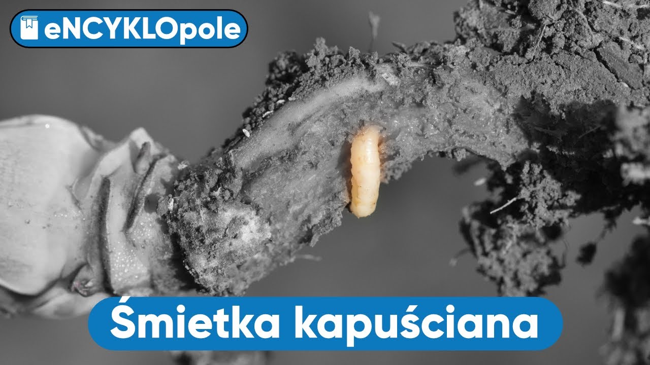 Progi Szkodliwości Szkodników W Rzepaku