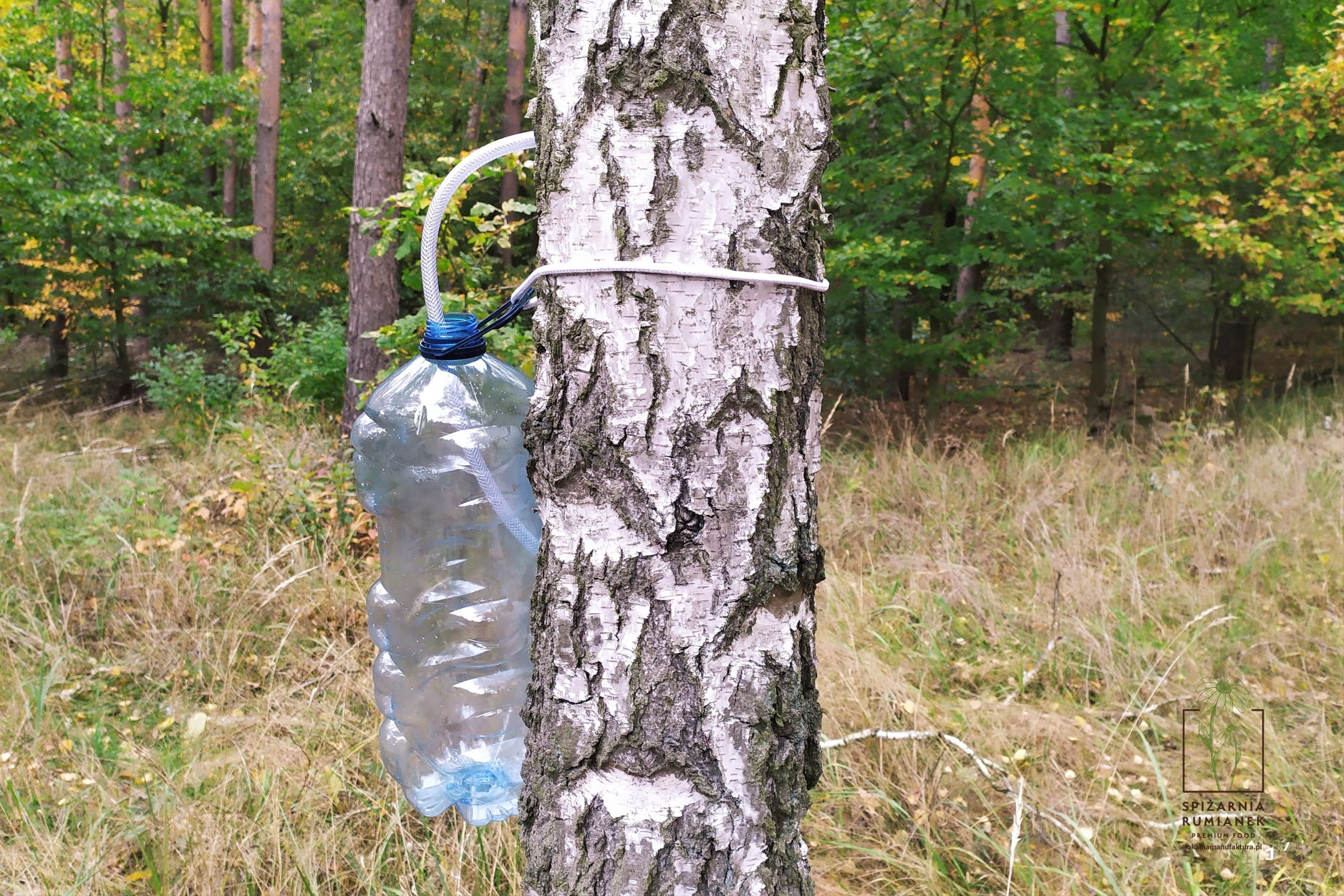 Sok z brzozy - Spiżarnia Rumianek Słodki Sok Z Brzozy Hasło Do Krzyżówki