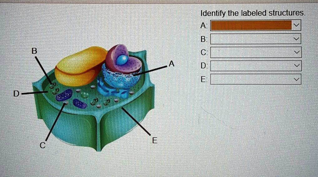 Identify The Labeled Structures A B C D E