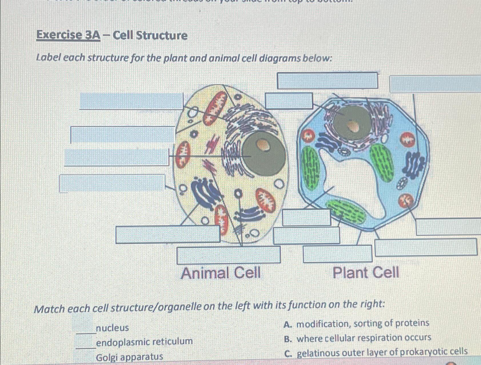 Solved Exercise 3A - Cell StructureLabel each structure for | Chegg.com Match Each Organelle With Its Function