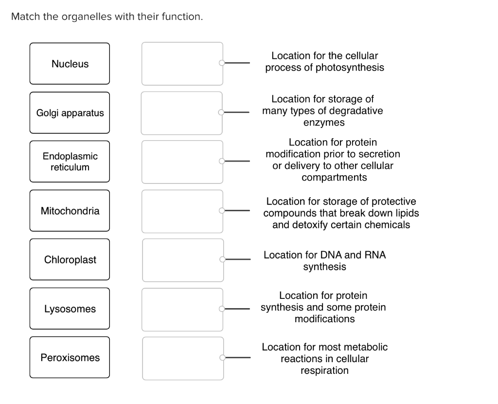 Match Each Organelle With Its Function