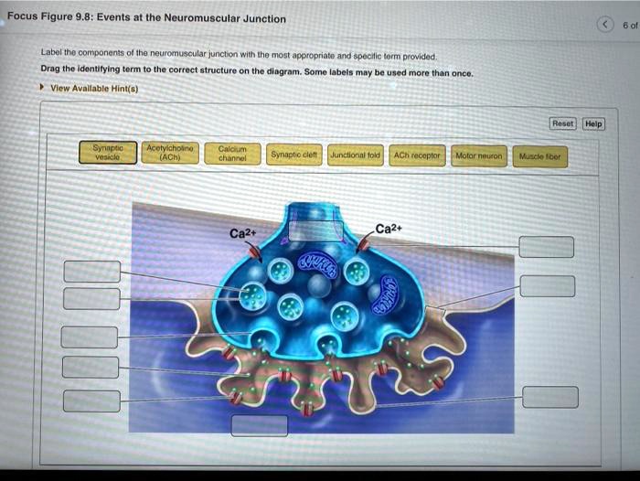 Focus Figure 9 8 Events At The Neuromuscular Junction