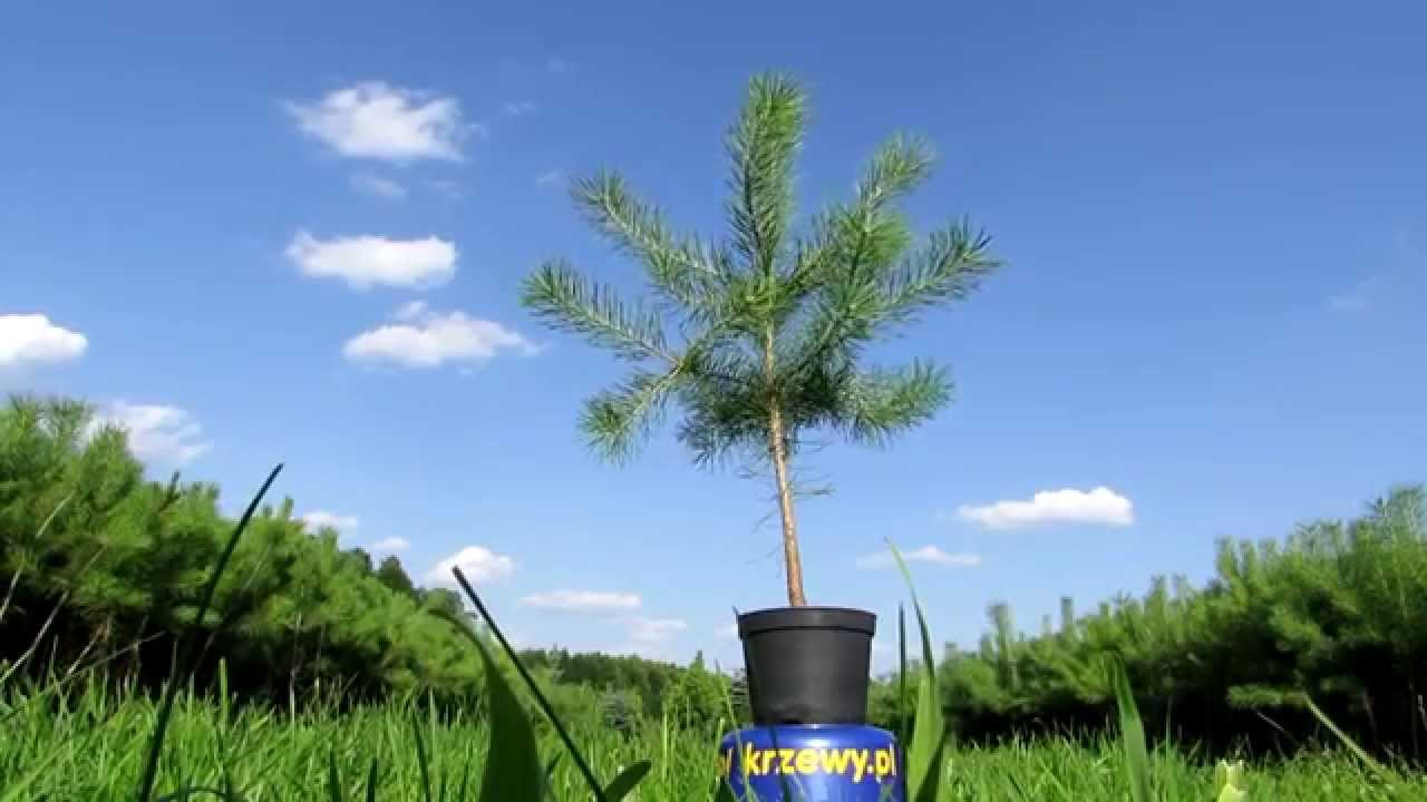 Sosna zwyczajna 5 letnia, 80-100 cm w donicy 3 litrowej. Duże sadzonki Cykl Rozwojowy Sosny Zwyczajnej