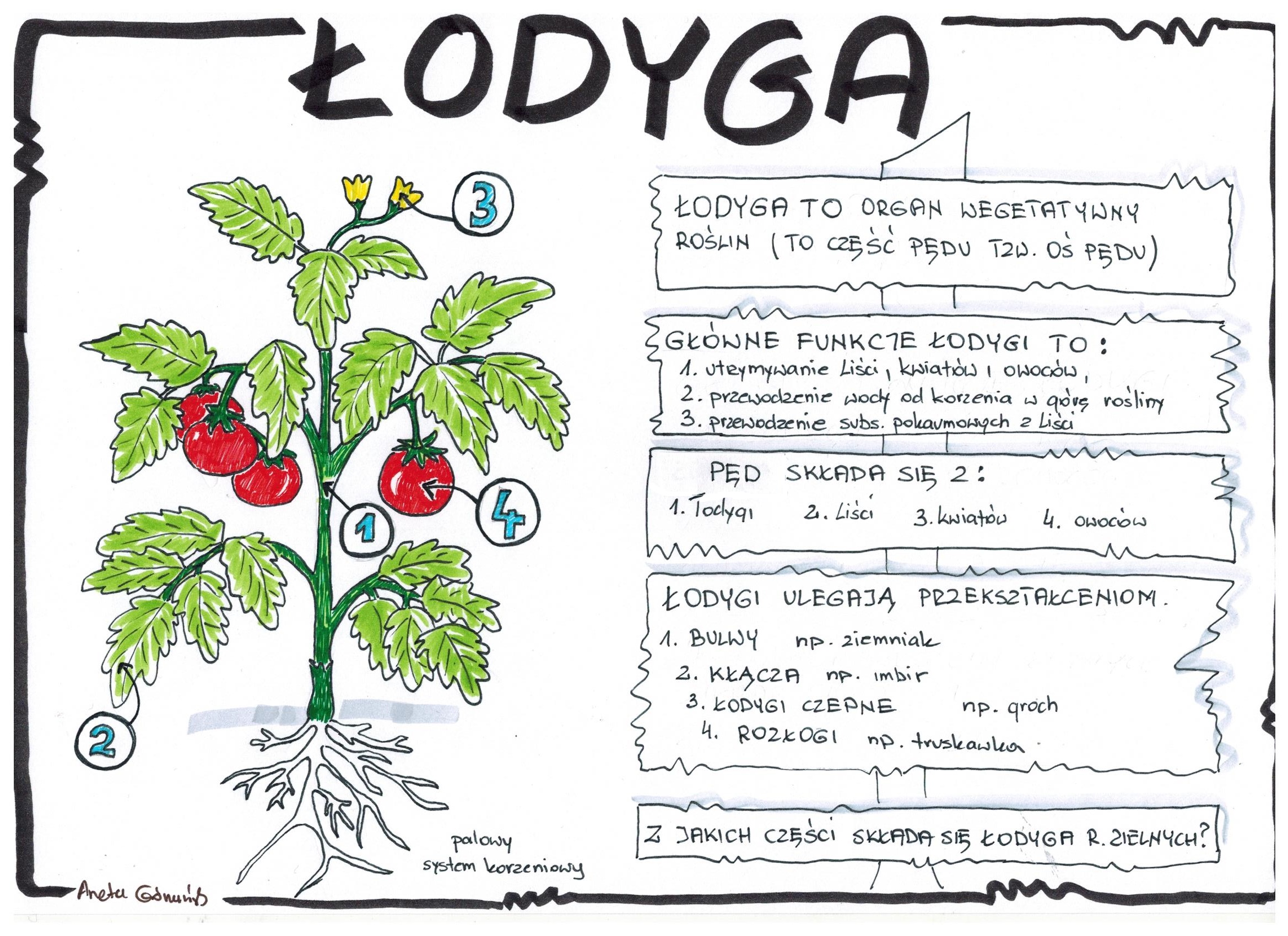 Sprawdzian Biologia Klasa 5 Dział 2