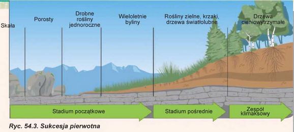 Co To Jest Sukcesja Pierwotna