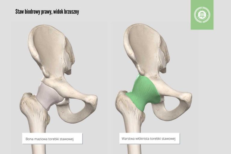 Staw biodrowy – budowa, ruchy i patologie biodra | TerapiaFunkcjonalna.pl Nadbudowa Stropu Panewki Stawu Biodrowego