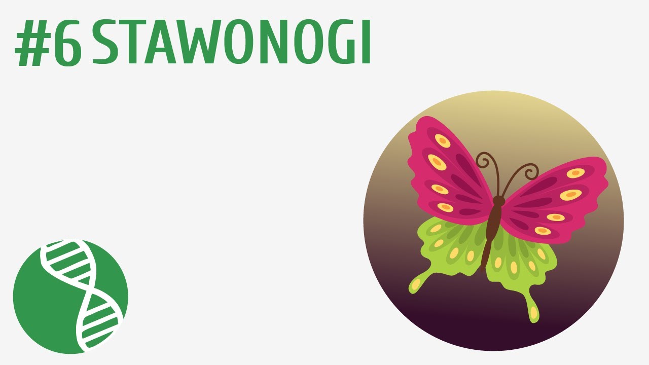 Test Biologia Klasa 6 Stawonogi
